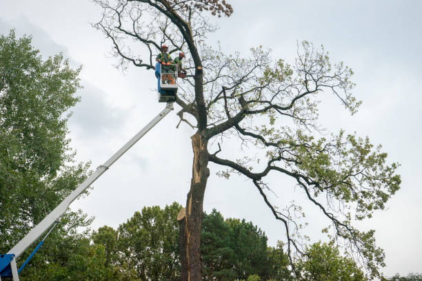 Tree Root Removal in Ogdensburg, NJ